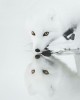 Arctic Fox With Piercing Eyes. Iceland. Photo By Benjamin Hardman