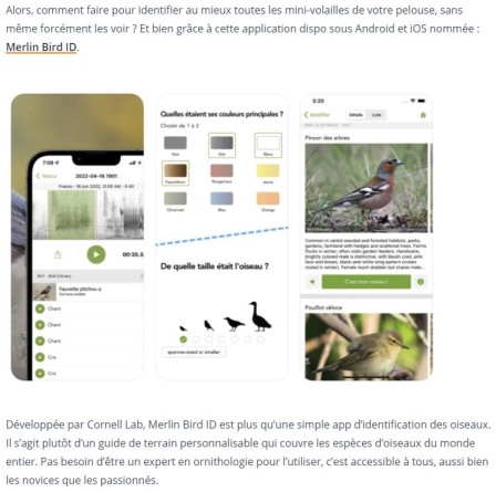 Korben Comment identifier les oiseaux grâce à Merlin Bird ID Arfy z