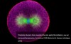 Première division d'un ovocyte d'oursin après fécondation, vue en immunofluorescence. Au centre, l'ADN (bleu) et le fuseau mitotique (vert).
