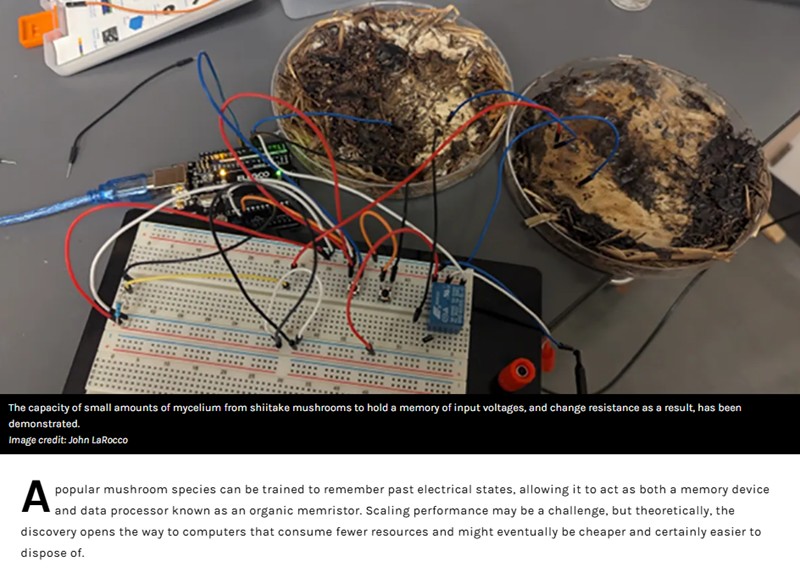 iflscience - Mushrooms Could Beat Metal For Large-Scale Memory Storage And Processing