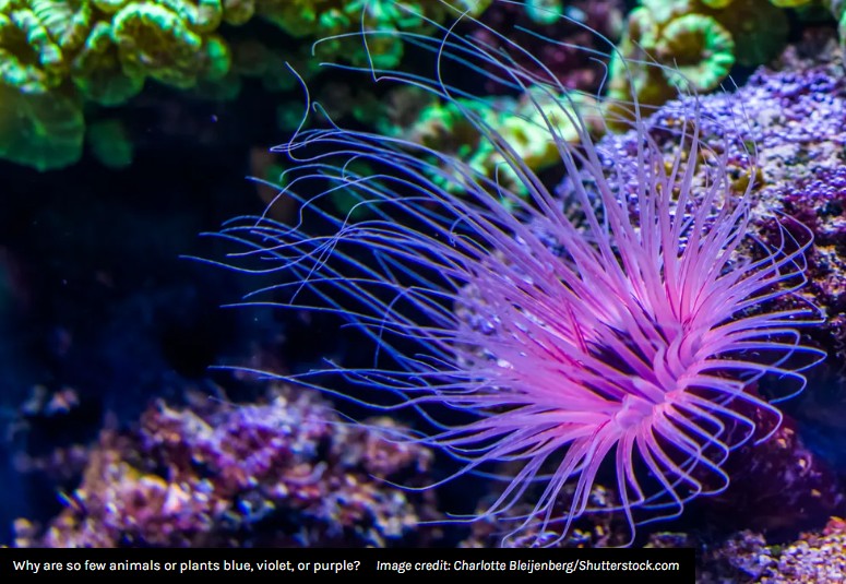 iflscience - What Is The Rarest Color In Nature? It's Not Blue