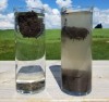 Comparaison de dissolution dans l'eau d'un sol labouré ou pas