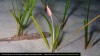 There’s Only One Kind Of Flowering Plant Found In The Ocean, And It’s Beautiful