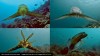 iflscience - Watch Cuttlefish Coming In For The Kill One Magnificent Display At A Time