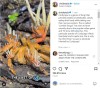 chrisketola - This particular species of Cordyceps infects tarantulas and is quite rare