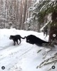love_animalsgram - Winter adventures with family @luna_the_pantera
