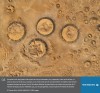 CNRS Lejournal - La Terre vue du CNRS