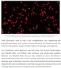 L’image montre les points blancs des atomes de lithium refroidis à un niveau proche du zéro absolu. Les taches rouges autour d’eux représentent leurs paquets d’ondes. Crédits : Verstraten et al.
