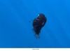 sciencepost - Vidéo – Une apparition rare : un diable noir des abysses observé en plein jour au large de Tenerife