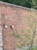 So apparently the laws of physics do not apply to goats