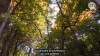 Les arbres du futur | Reportage CNRS