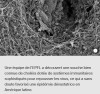 EPFL - Comment les bactéries du choléra tiennent en échec les virus