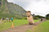 arstechnica - How Easter Island’s giant statues “walked” to their final platforms