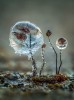 boredpanda - Ice Encrusted Comatricha By Barry Webb