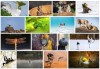 comedywildlifephoto - Gallery of Winners and Finalists 2025