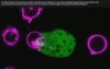 futura-sciences - Comment ce parasite mortel échappe au système immunitaire