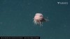 iflscience - Adorable New Species Of Snailfish Filmed 3,268 Meters Below The Sea, And There's A Video