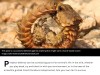 iflscience - Armadillo Girdled Lizards Turn Themselves Into An Ouroboros To Protect Their Underbelly