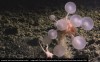 iflscience - Carnivorous Death-Ball Sponge Among 30 New Deep-Sea Weirdos Discovered In The Southern Ocean