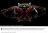 iflscience - Fancy Crab Becomes The First Known Animal To Wear Nature’s Headlamps On Its Face