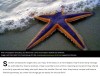 iflscience - How Did The Starfish Become A Star? 500-Million-Year-Old Fossil Solves Evolutionary Mystery