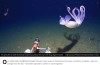 iflscience - In The Near-Zero Depths Of Antarctica, Strange Squids Have Been Caught On Film