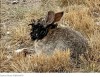 leparisien - « Les lapins de l’horreur » : aux États-Unis, un virus fait pousser des « cornes » aux lapins