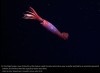 nationalgeographic - In the frigid waters near Antarctica, the elusive squid Gonatus antarcticus