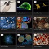 nikonsmallworld - 2025 Photomicrography Competition