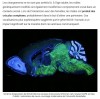 sciencepost - Ils ont implanté un gène du langage humain dans des souris, et les résultats sont fascinants