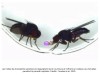 sciencepost - des scientifiques réalisent la première «transplantation de comportement» entre espèces de drosophiles