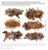 scienceetavenir - La chenille qui se déguisait avec des bouts de cadavres