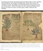 sciencesetavenir - Un catalogue de manuscrits donne une autre vision sur la médecine au début du Moyen Âge