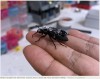 IEEE Spectrum - Video Friday: Cyborg Beetles May Speed Disaster Response One Day