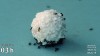 theawesomer - Ants vs. Sweet Treat Time-lapse
