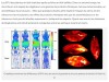 trustmyscience - Nous émettons tous une faible lueur qui s’éteint au moment de notre mort, révèle une étude