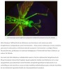 trustmyscience - Paludisme : un médicament transforme le sang humain en poison pour les moustiques