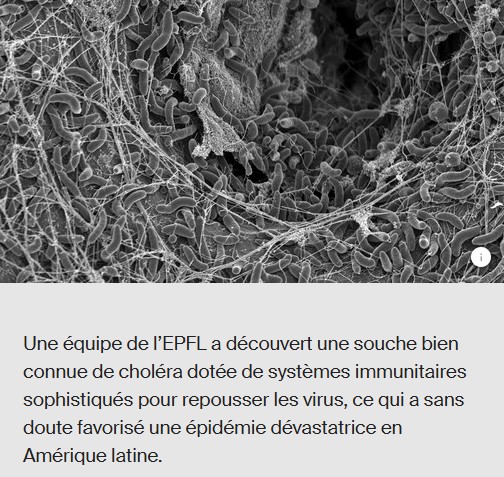 EPFL - Comment les bactéries du choléra tiennent en échec les virus
