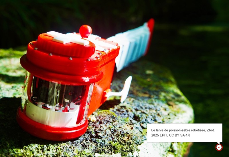 EPFL - Des roboticiens reproduisent et décodent la nage du poisson-zèbre