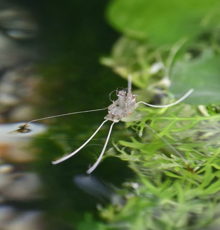 arstechnica - A robot walks on water thanks to evolution’s solution