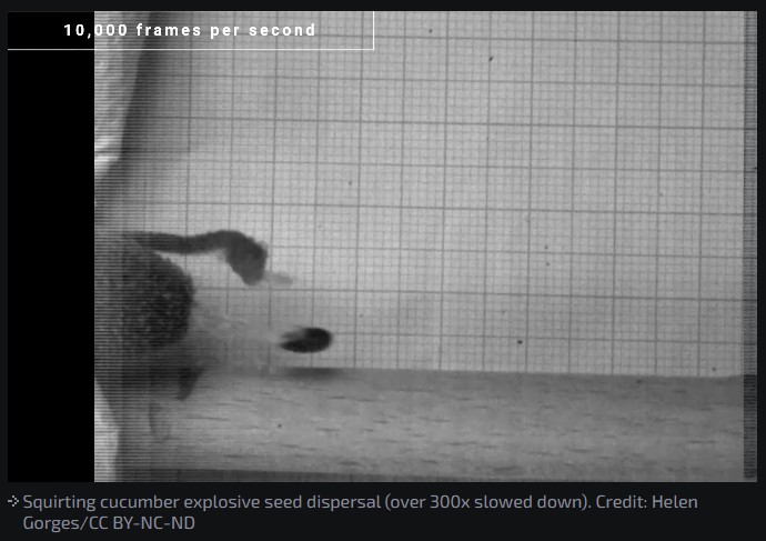 arstechnica - Watch this cucumber squirt out its seeds at ballistic speeds