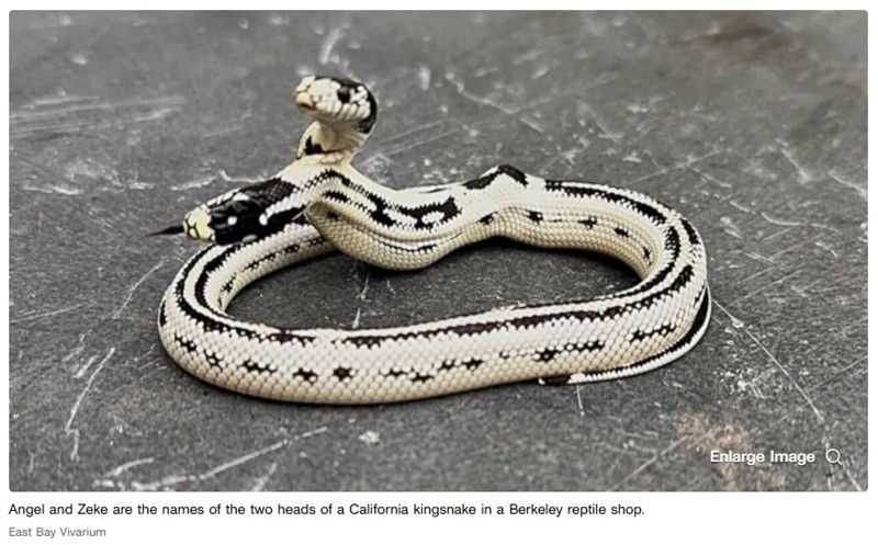 cnet - This Eye-Popping Two-Headed Snake Is Beating the Odds to Stay Alive