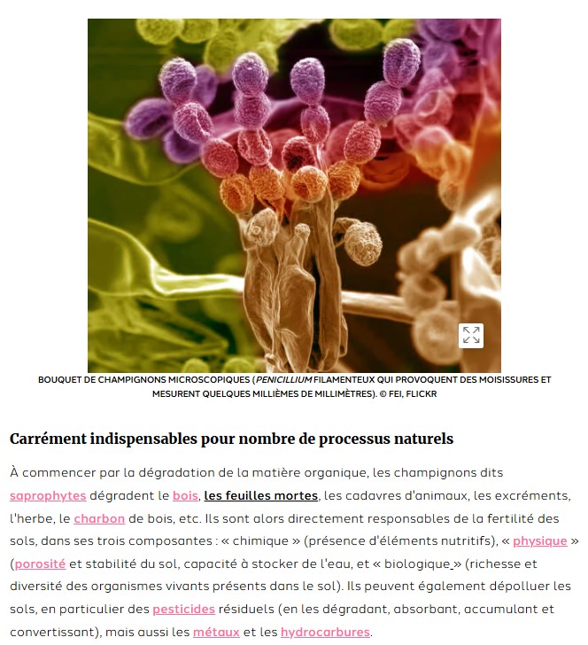 futura-sciences - Pourquoi les bactéries et champignons façonneront le XXIe siècle (1/2)