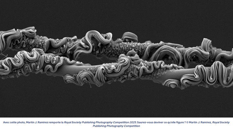 futura-sciences - Photo de la semaine : ce que vous voyez fait 50 microns… et a bluffé les scientifiques !