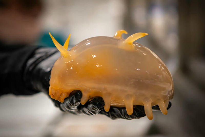 futura-sciences - Le cochon de mer, un organisme des abysses à l'apparence étonnante