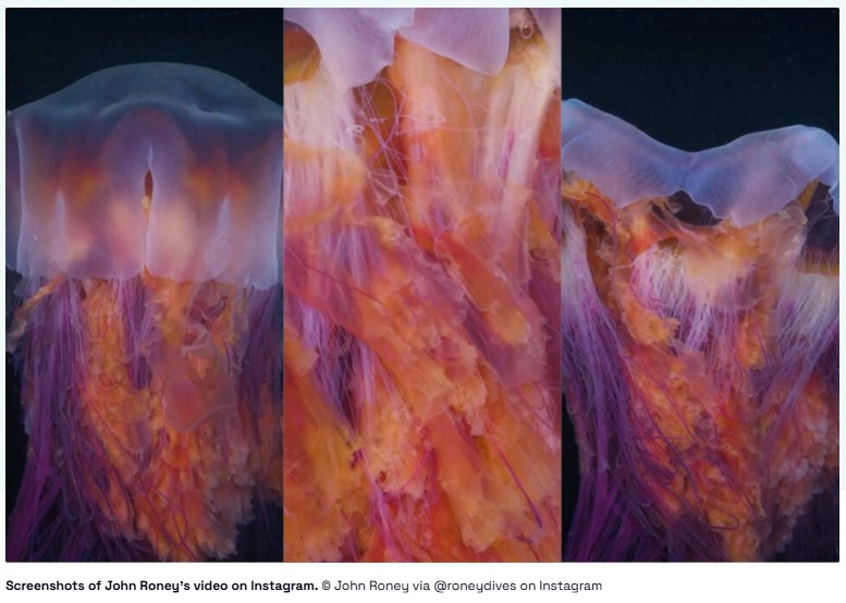 gizmodo - Diver Films World’s Largest Jellyfish Species at Night, and the Video Is Hypnotizing