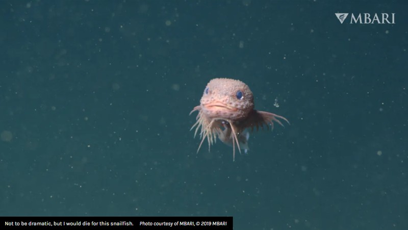 iflscience - Adorable New Species Of Snailfish Filmed 3,268 Meters Below The Sea, And There's A Video