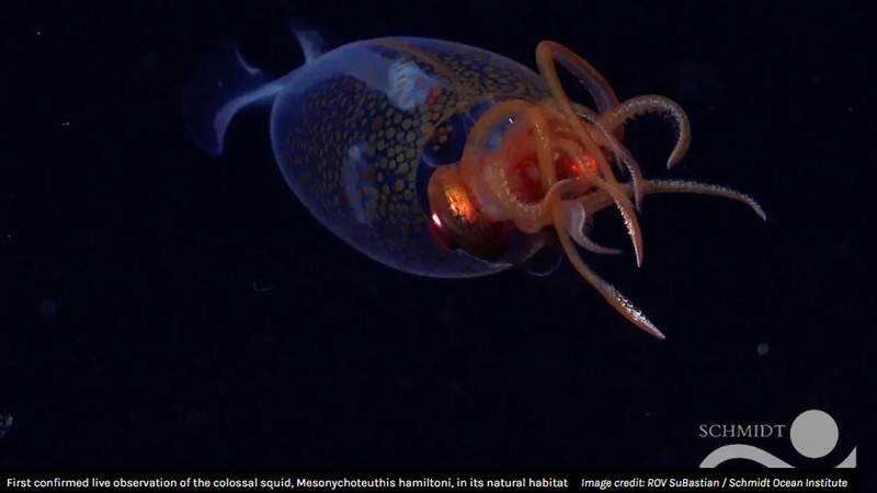 iflscience - A Live Colossal Squid Has Been Filmed