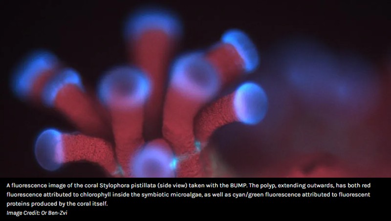 iflscience - Brand New Microscope Designed For Underwater Reveals Stunning Details Of Corals