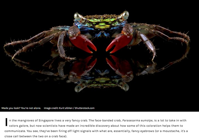 iflscience - Fancy Crab Becomes The First Known Animal To Wear Nature’s Headlamps On Its Face